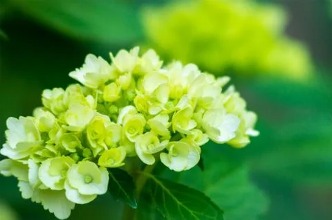 Hydrangea Stock Photos