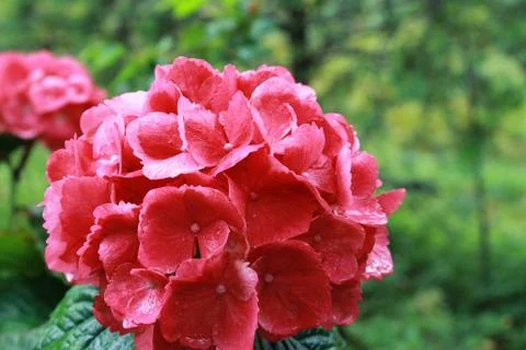 Hydrangea. Stock Photos