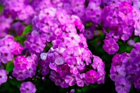 Hydrangea Stock Photos