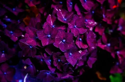 Hydrangea Stock Photos