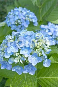 Hydrangea Stock Photos