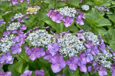 Hydrangea Stock Photos