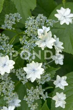 Hydrangea Stock Photos
