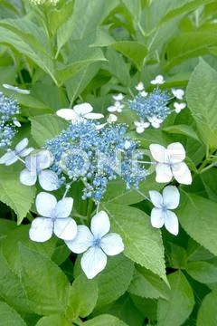 Hydrangea Stock Photos