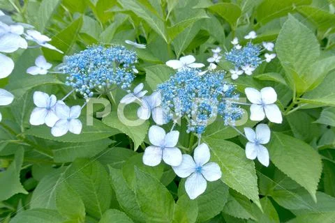 Hydrangea Stock Photos