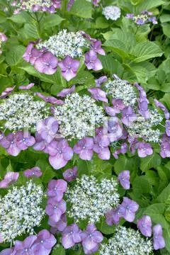 Hydrangea Stock Photos