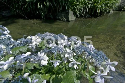Hydrangea Stock Photos