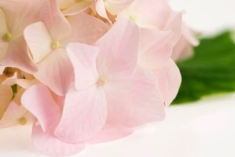 Hydrangea Stock Photos