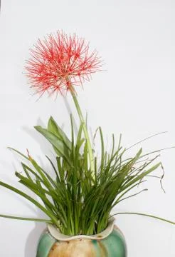 Hydrangea Stock Photos