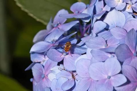 Hydrangea Stock Photos