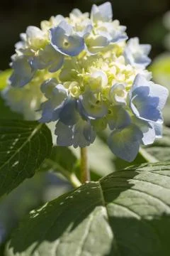 Hydrangea Stock Photos