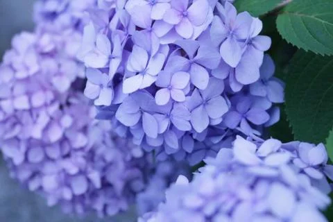 Hydrangea Stock Photos