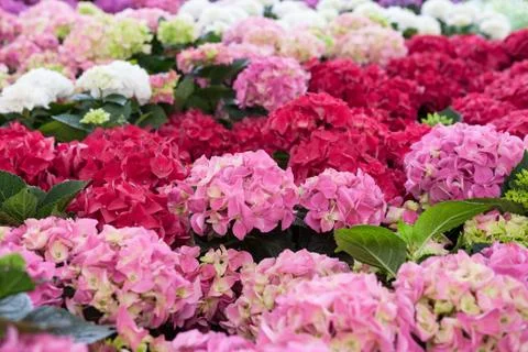 Hydrangea Stock Photos