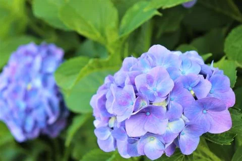 Hydrangea Stock Photos