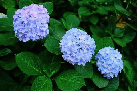 Hydrangea Foto stock