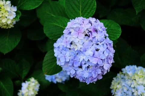 Hydrangea Stock Photos