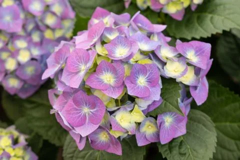 Hydrangea Stock Photos