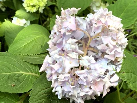 Hydrangea Фото