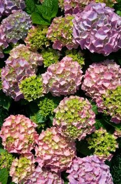 Hydrangea Stock Photos