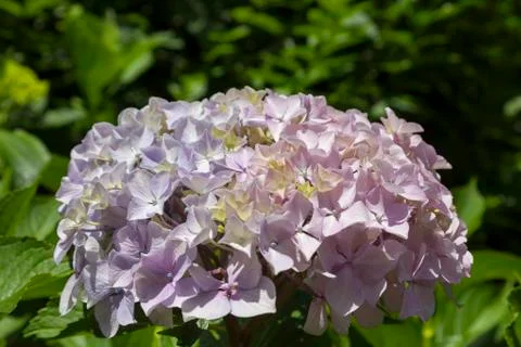 Hydrangea. Foto stock