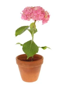 Hydrangea Stock Photos