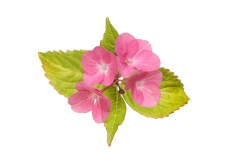 Hydrangea Stock Photos