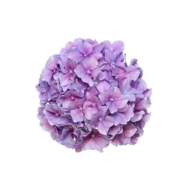 Hydrangea Stock Photos