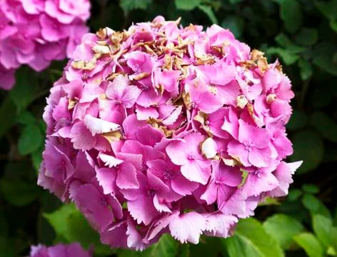 Hydrangea Stock Photos