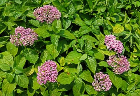 Hydrangea Stock Photos