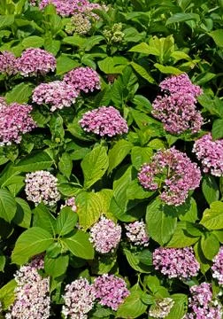 Hydrangea Stock Photos