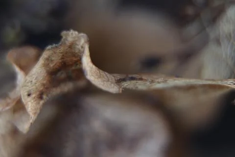 Hydrangea Stock Photos