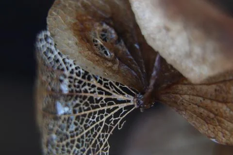 Hydrangea Foto stock