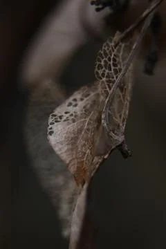 Hydrangea Foto stock