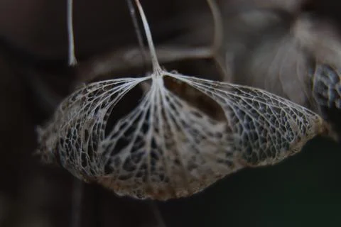 Hydrangea Foto stock