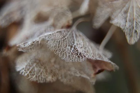 Hydrangea Stock Photos