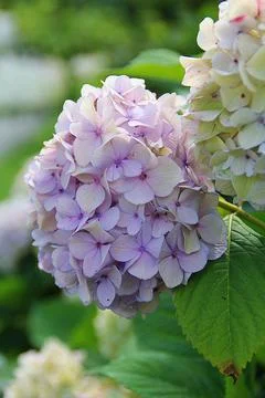 Hydrangea Stock Photos