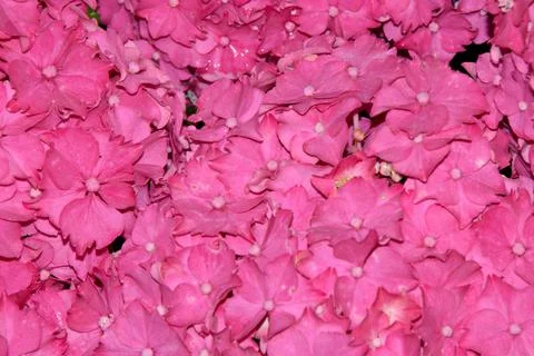 Hydrangea Stock-Fotos