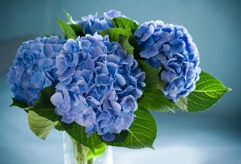 Hydrangea Stock Photos