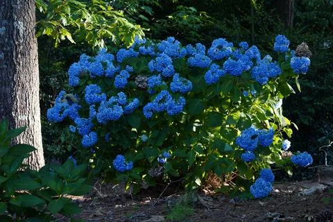 Hydrangea Stock Photos