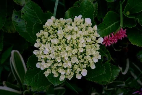 Hydrangea Stock Photos