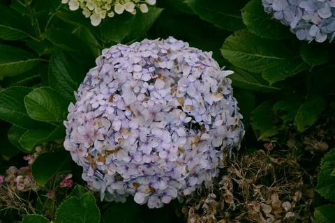 Hydrangea Stock Photos