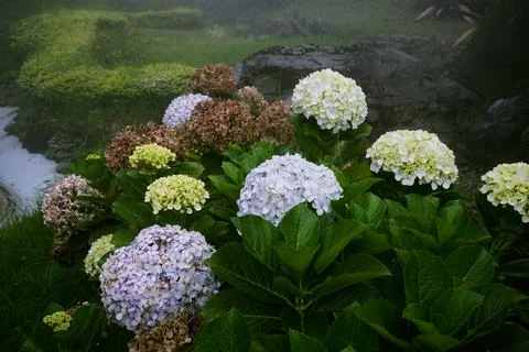 Hydrangea Stock Photos