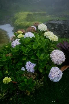 Hydrangea Stock Photos
