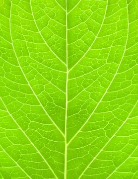 Hydrangea Stock Photos