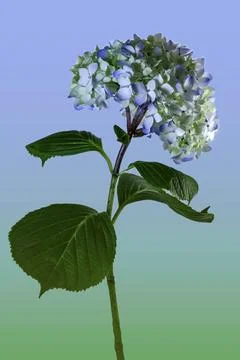 Hydrangea Stock Photos