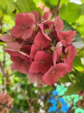 Hydrangea Stock Photos