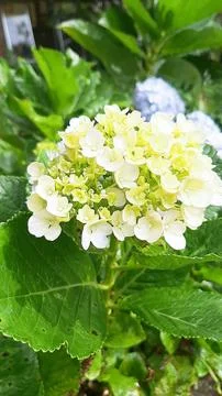 Hydrangea Fotos de archivo