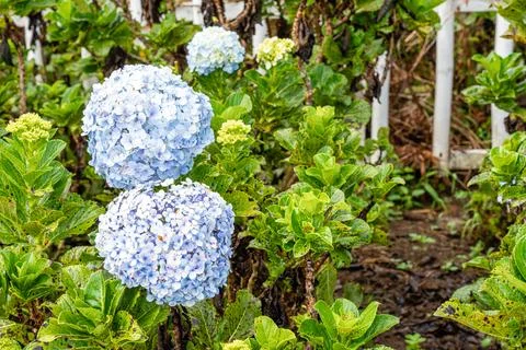 Hydrangea Foto stock