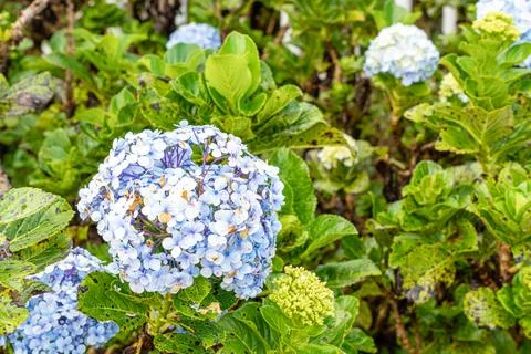 Hydrangea 스톡 사진