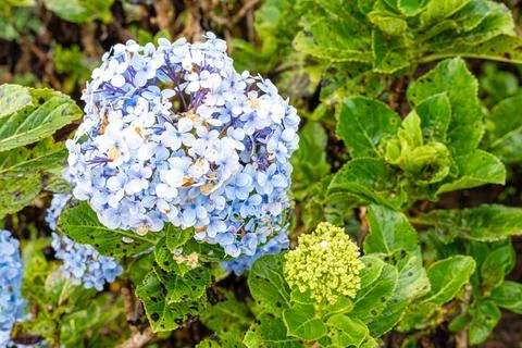 Hydrangea 스톡 사진